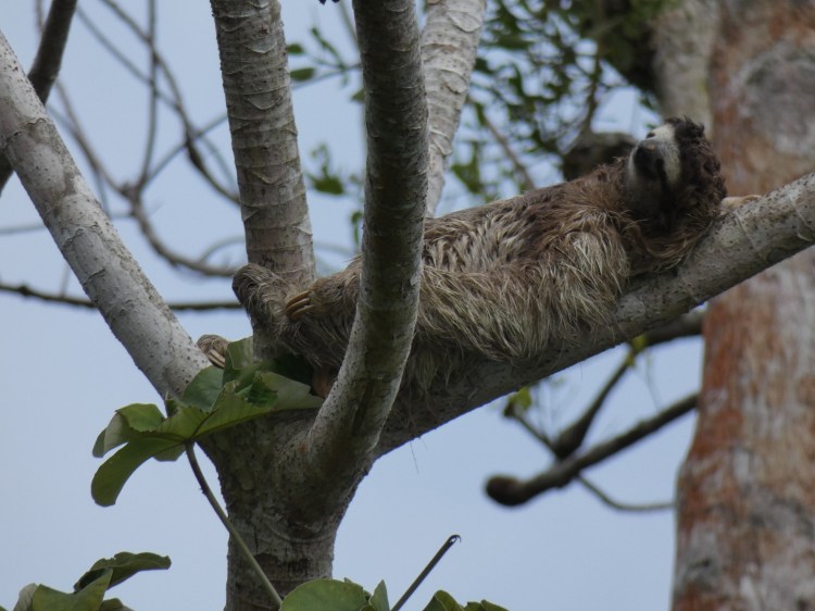 3 toed sloth