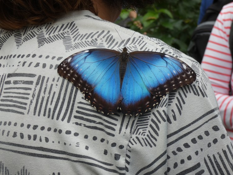Morpho azul.JPG