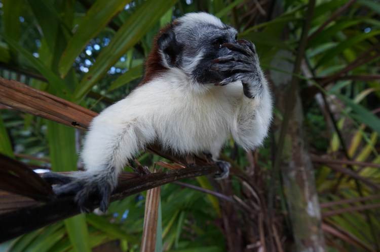 Tamarin.JPG